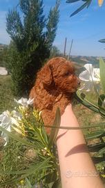 Cuccioli di Barboncini Di Taglia Piccola