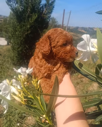 Cuccioli di Barboncini Di Taglia Piccola