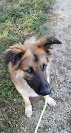 Simil pastore tedesco