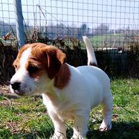 Jack Russell