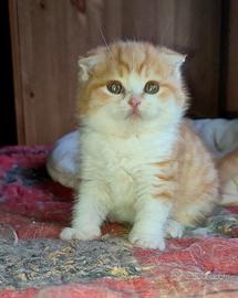 Scottish fold british pedigree