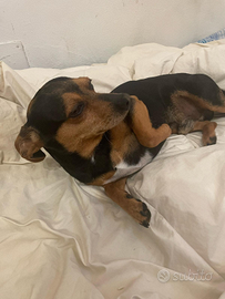 Pincher nero bravissimo