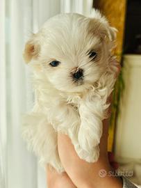 Maltesi con pedigree taglia piccola