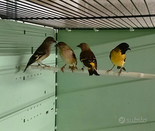 Lucherini testa nera