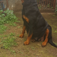 Rottweiler femmine