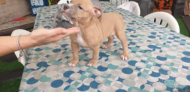 american bully 