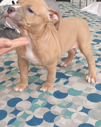 american bully 