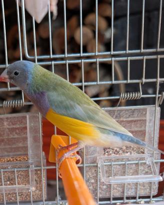 Diamante di gould pastello maschio 2026