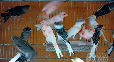 Arlecchini portoghesi