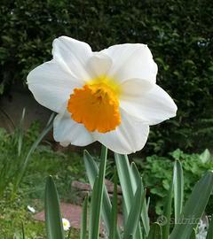 Narcisi mix bulbi