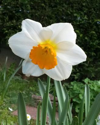 Narcisi mix bulbi