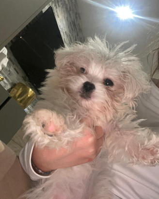 Maltese coreano