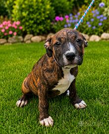 pitbull 