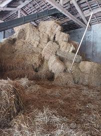 Erba medica primo taglio per cavalli etc.