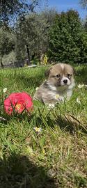 Cuccioli Welsh Corgi Pembroke