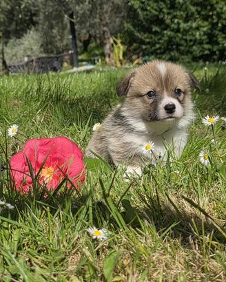Cuccioli Welsh Corgi Pembroke