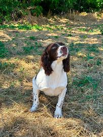 Springer spaniel Inglese