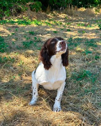 Springer spaniel Inglese