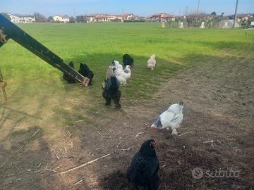 Galli e Galine Brahma