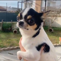 Maschietto chihuahua