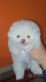 Pomerania toy Spitz tedesco nano pedigree