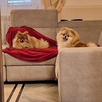 Cuccioli di Spitz nano di Pomerania disponibili