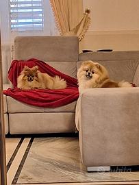 Cuccioli di Spitz nano di Pomerania disponibili