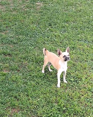 Chihuahua