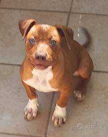 Pitbull ukc