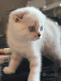 Gattini Scottish