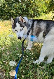 Husky siberian femmina giovane