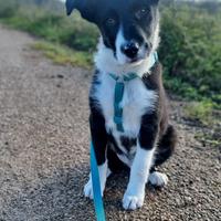 Simba simil border collie