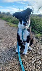Simba simil border collie