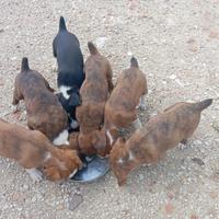 Cani segugio maremmano
