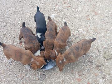 Cani segugio maremmano