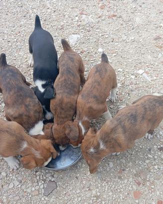 Cani segugio maremmano