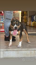 Amstaff maschio