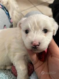 Cucciolata maltesini