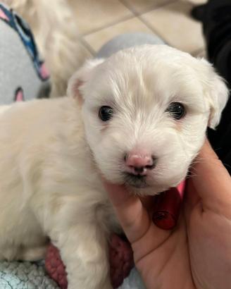 Cucciolata maltesini