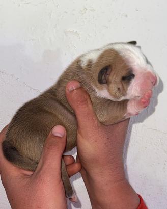 American bully pocket