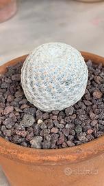 Cactus Mammillaria herrerae