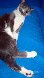 Milù