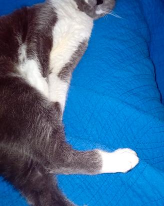 Milù
