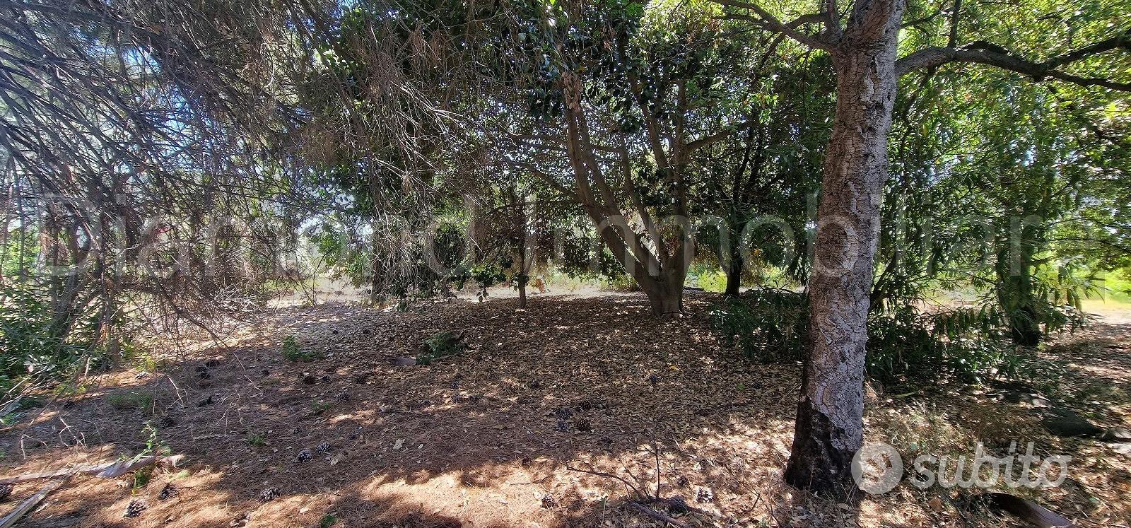 Antico casale con terreno a Carrubba di Giarre - Vista 5