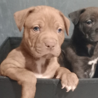 Da conccordare due cento