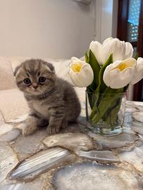 Gattini Scottish Fold