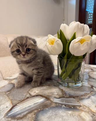 Gattini Scottish Fold