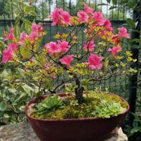 Bonsai AZALEA età 15 anni