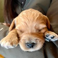 Cuccioli Goldendoodle medium