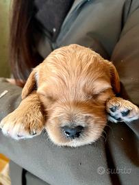 Cuccioli Goldendoodle medium